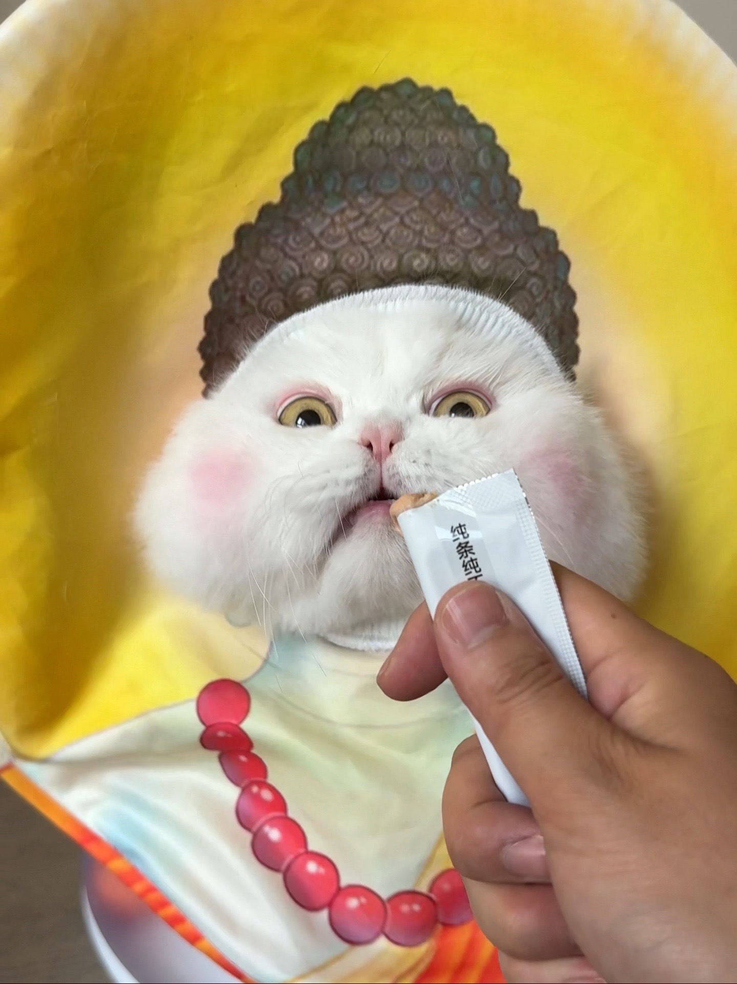 球球是只猫 avatar