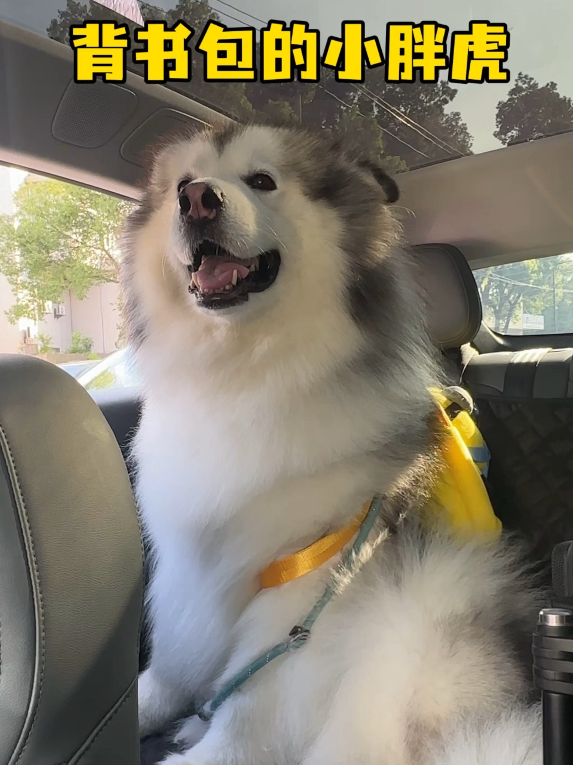 胖虎不是爷 avatar