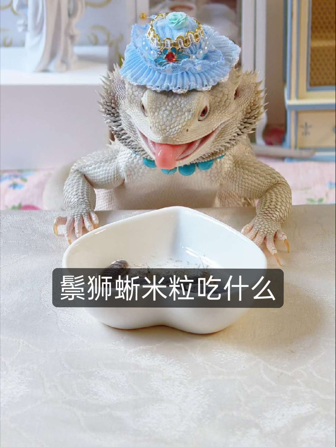 鬃狮蜥米粒 avatar